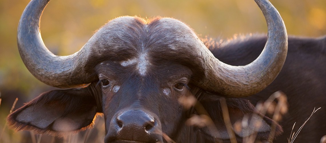 Bufalo Tanzania