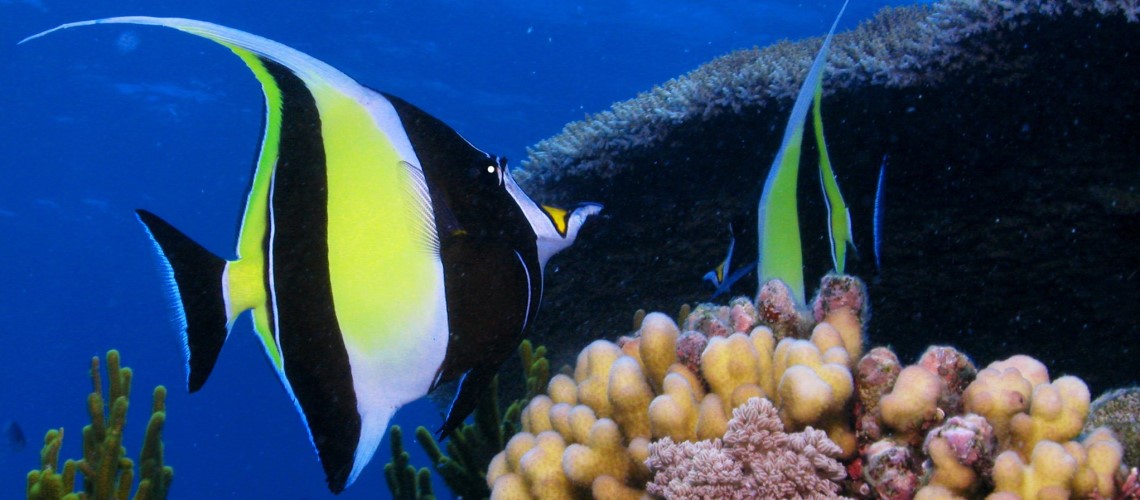 Coralli Barrier Reef