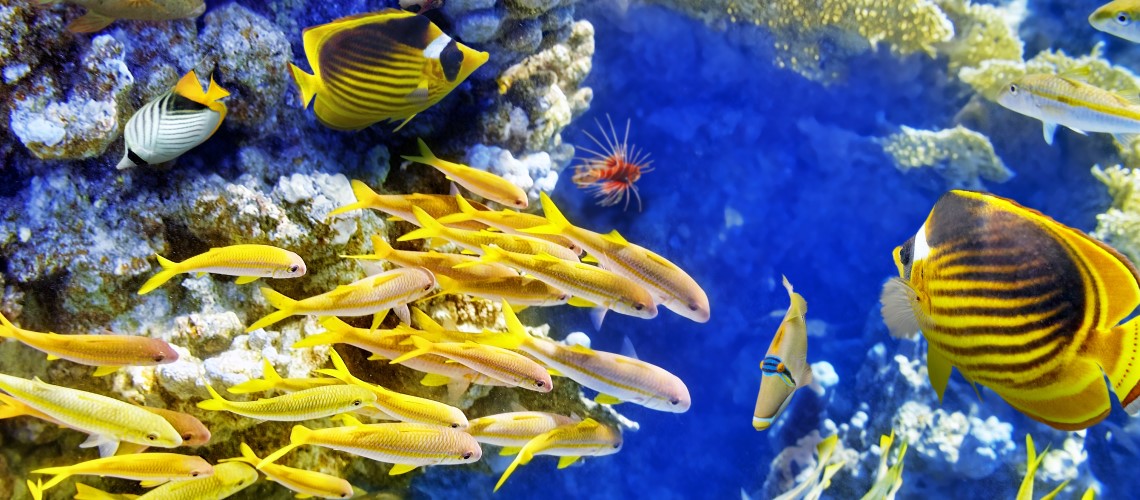 Caye Caulker pesci tropicali