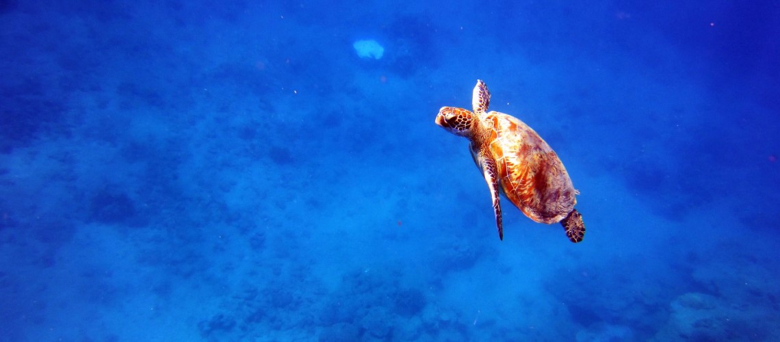 Caye Caulker tartaruga