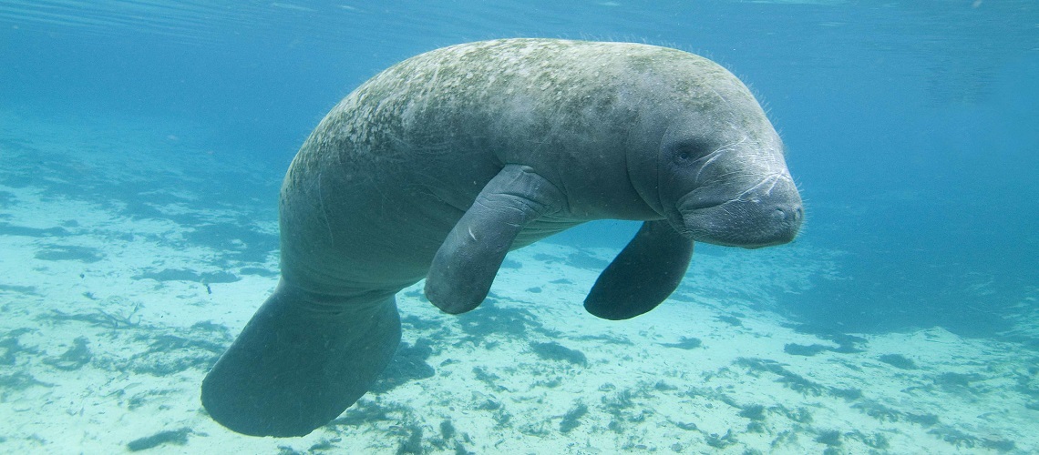 Caye Caulker lamantini