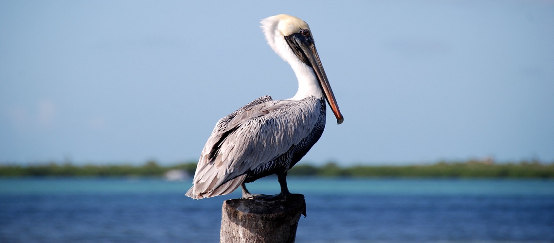 Caye Caulker pellicano