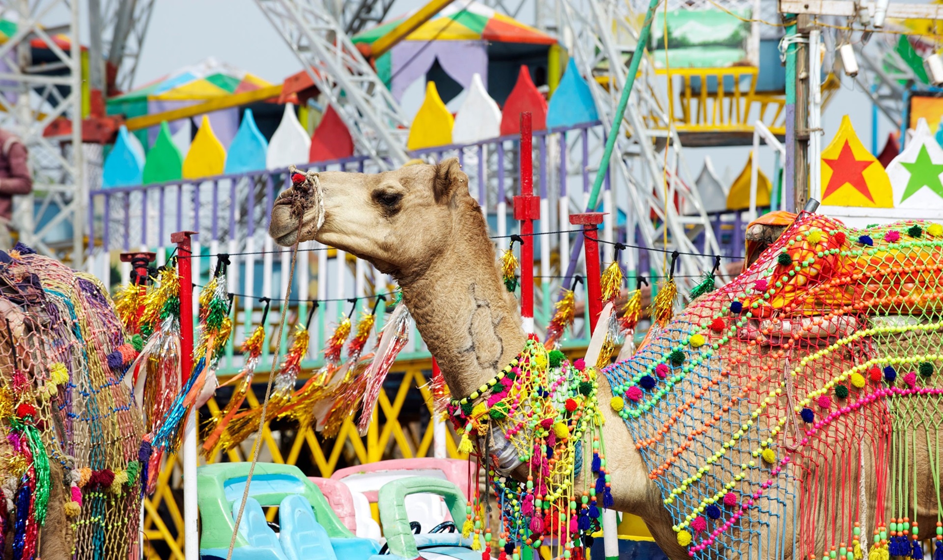 Pushkar Camel Fair | Cosa Vedere in India | Canva | Viaggigiovani.it