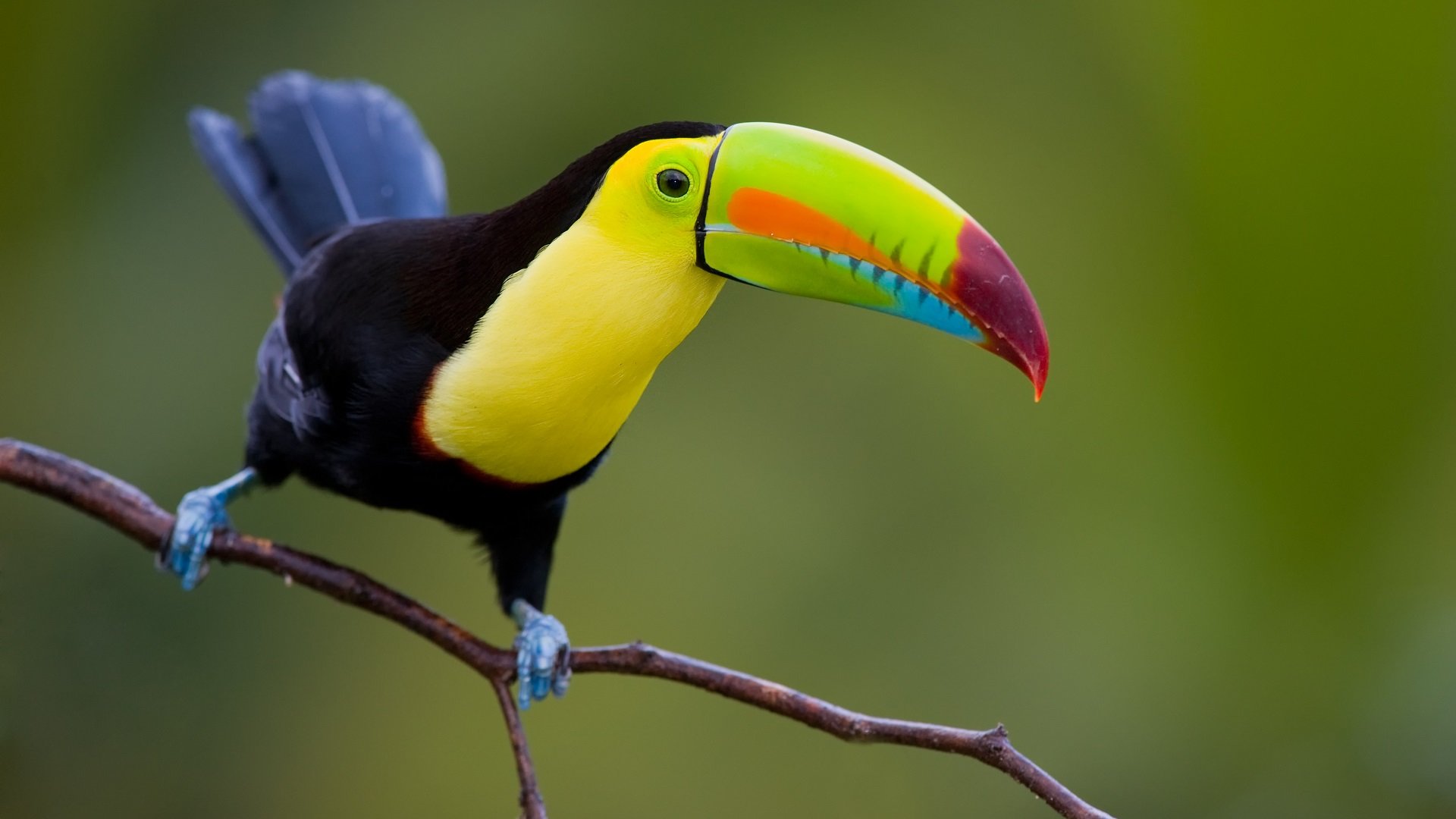 Il meglio del Costa Rica