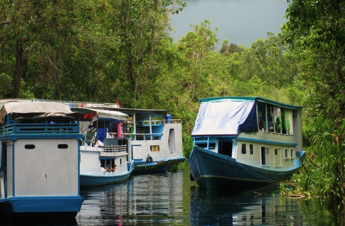La selvaggia giungla del #Borneo con #viaggigiovani