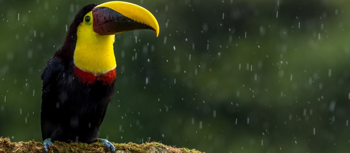 Un tucano riposa sotto la pioggia