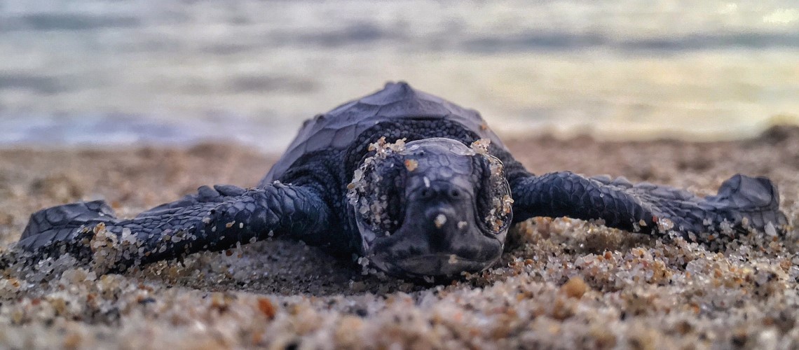 Una tartarughina appena nata