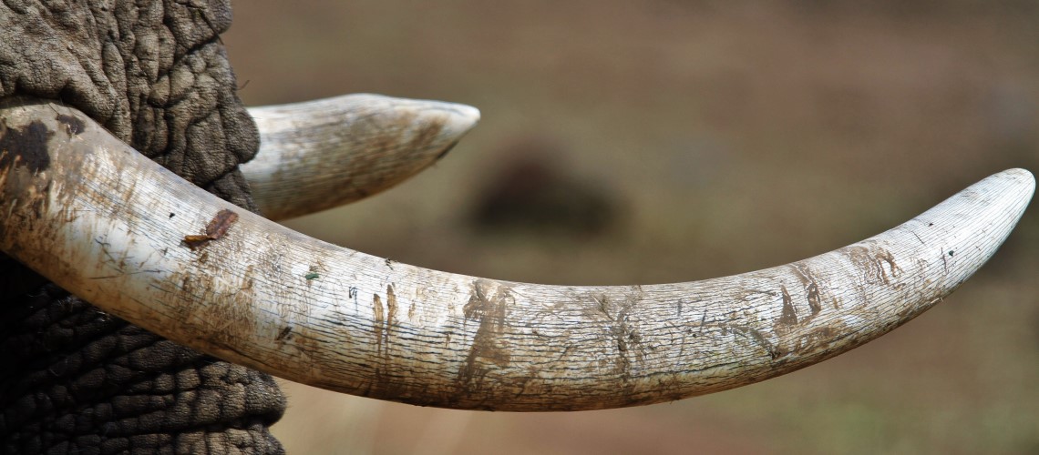 L'avorio dell'elefante