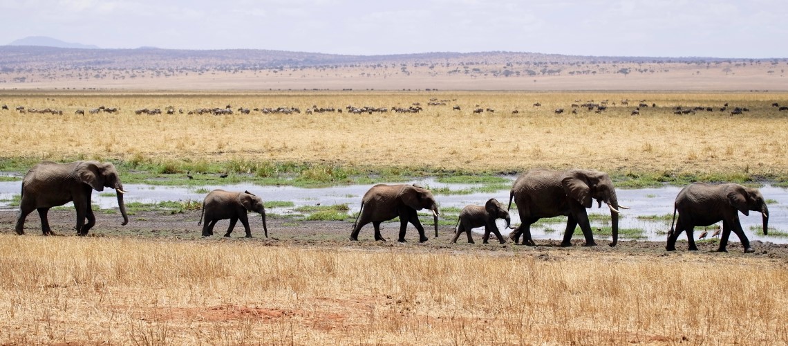 Le matriarche sono al comando dei branchi di elefanti