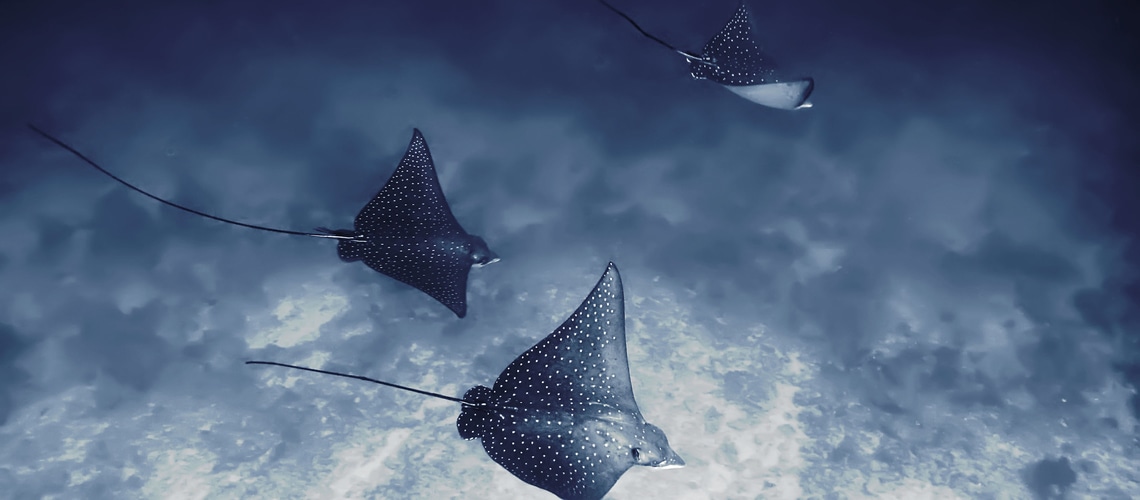 Aquila di mare maculata