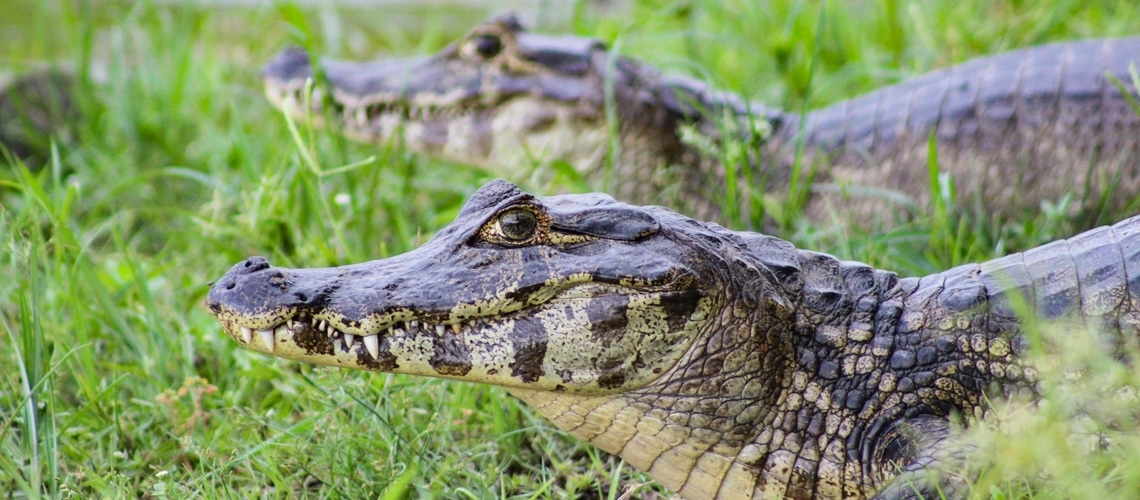 Caimano dagli occhiali