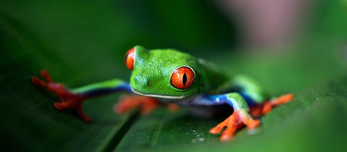 Raganella dagli occhi rossi