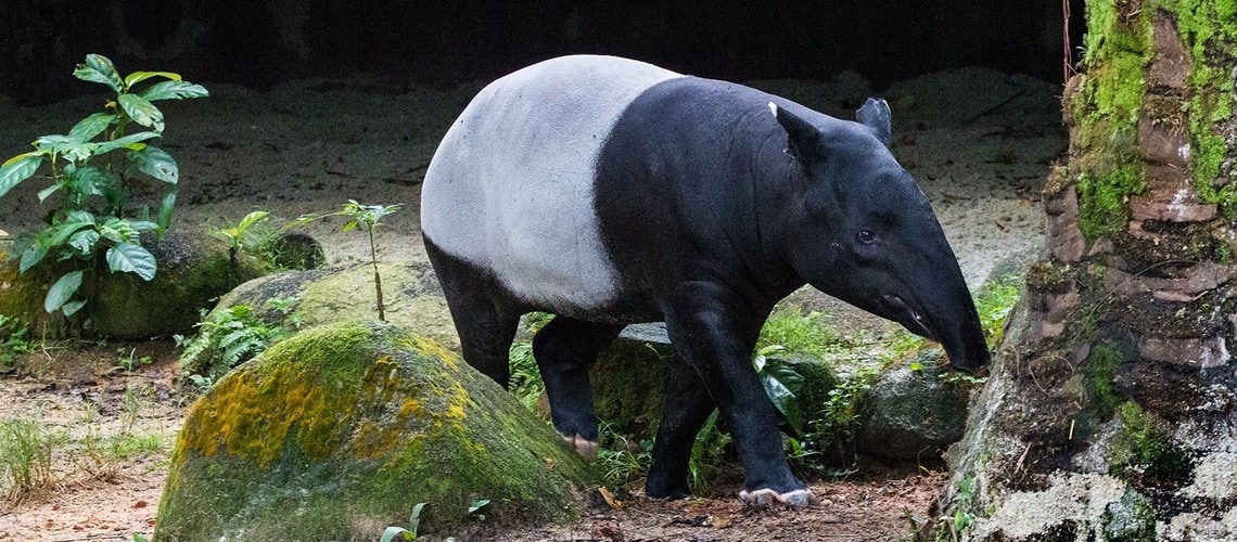 Tapiro di Baird