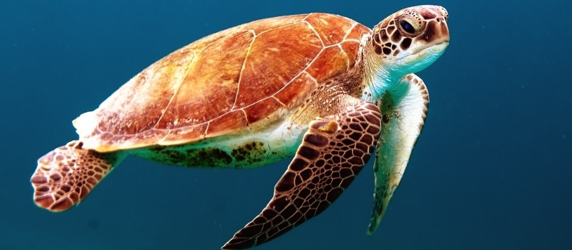 Tartarughe di mare