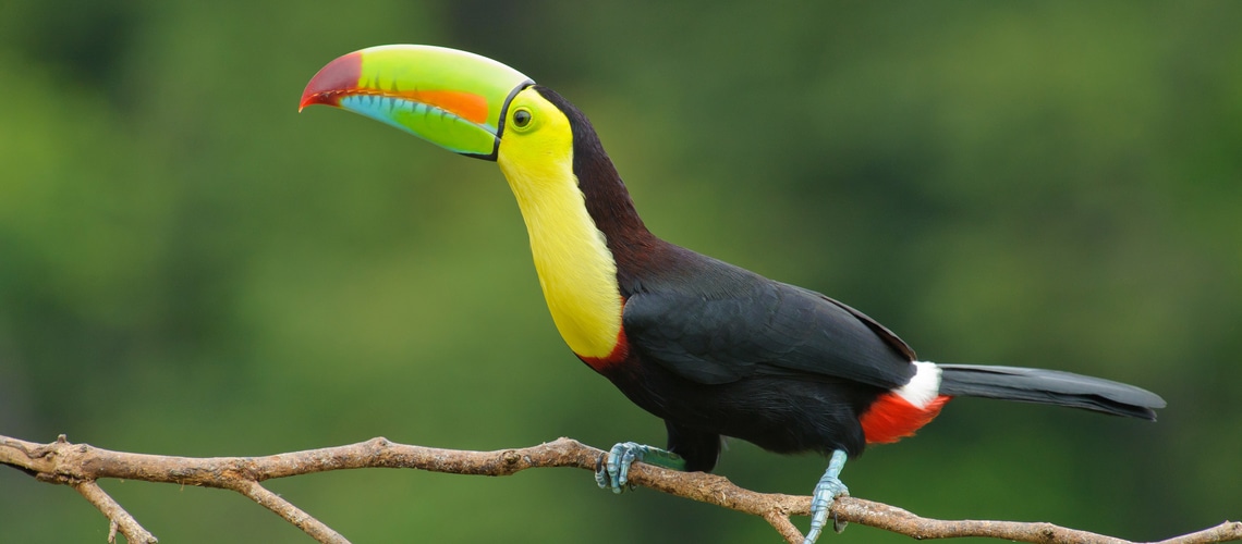 Tucano Carenato