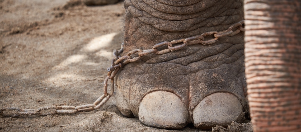 Un elefante in cattività in India