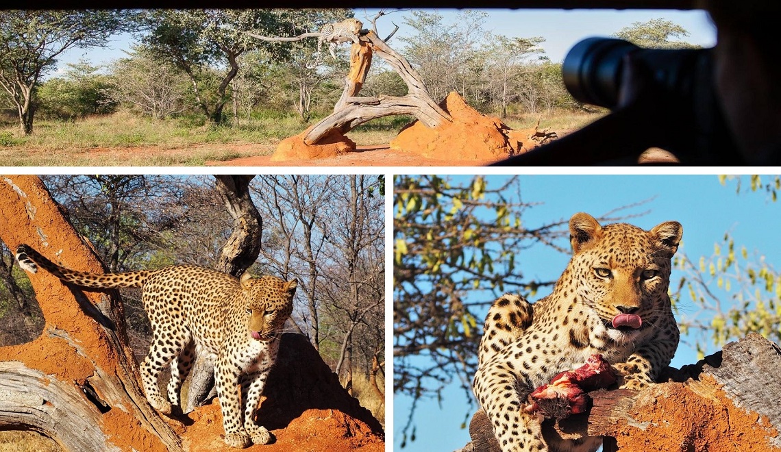 The AfriCat Foundation | Viaggigiovani.it