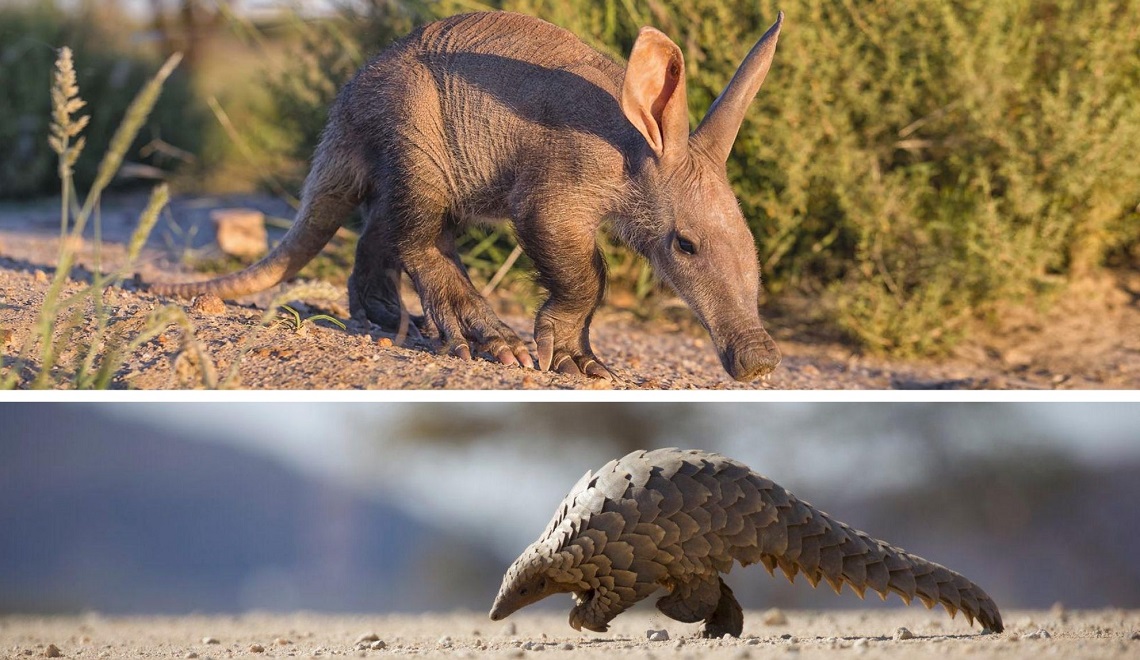 The AfriCat Foundation | Viaggigiovani.it