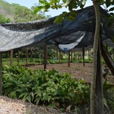 Riforestazione Guatemala 2019 - Viaggigiovani.it