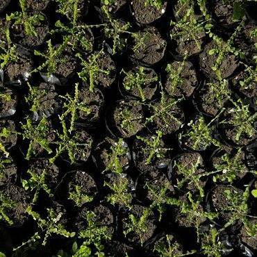 Riforestazione Haiti 2017 - Viaggigiovani.it