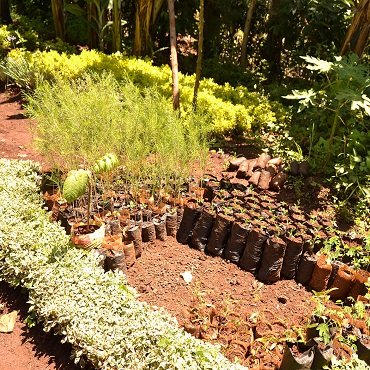 Riforestazione Kenya 2016 - Viaggigiovani.it