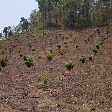 Riforestazione Thailandia 2018 - Viaggigiovani.it