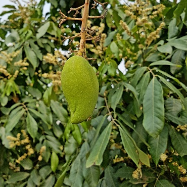 Riforestazione Thailandia 2018 - Viaggigiovani.it