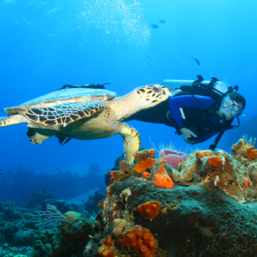 Tartarughe hawksbill | Top 3 Antigua