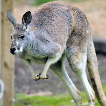 Estate Australiana | Viaggi su Misura