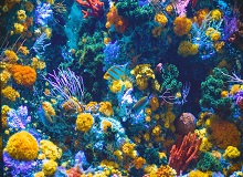 belize_barrier_reef