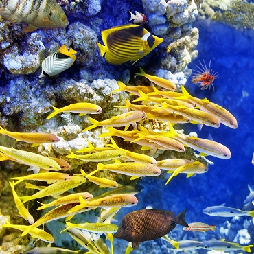 Snorkeling nella barriera corallina | Top 3 Belize