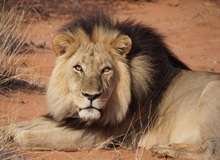 Deserto del Kalahari