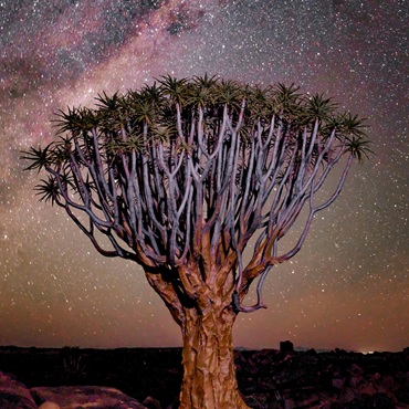 Stelle nel Kalahari | Top 5 Botswana