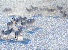Zebre nelle Makgadikgadi Pans