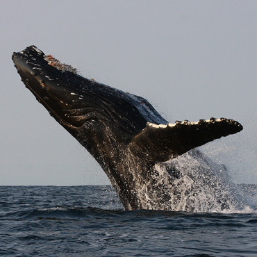 Balene Tadoussac | Top 5 Canada
