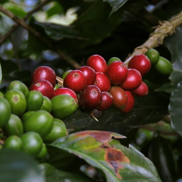 Eje Cafetero | Top 5 Colombia | Andres Hernandez on Unsplash