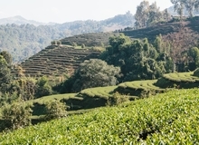 Campi di tè di Boseong