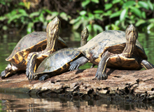 Tortuguero National Park