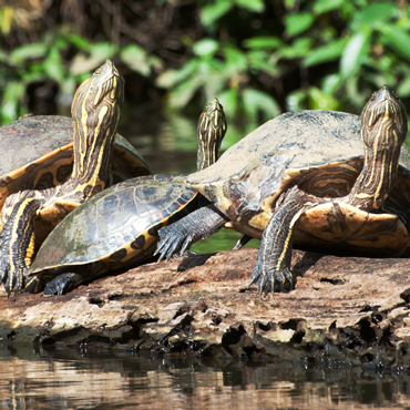 Tortuguero National Park | Top 5 Costa Rica