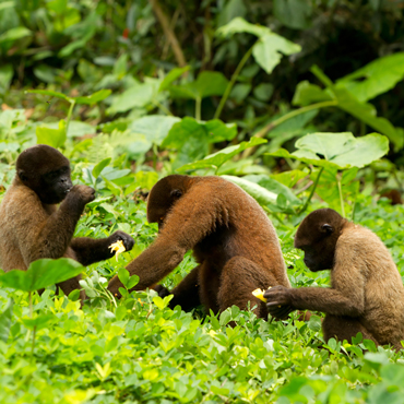 Fauna Amazzonia | Top 5 Ecuador