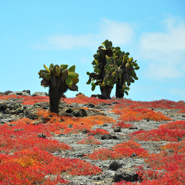 Galapagos | Top 5 Ecuador
