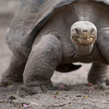 Tartarughe | Top 5 Ecuador