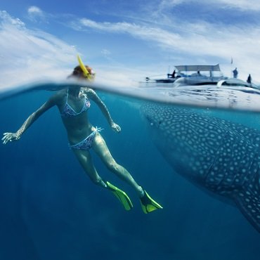 Squali balena | Top 5 Filippine