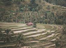 Terrazze di riso