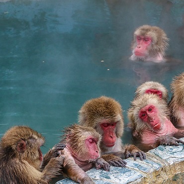 Tour Giappone Snow Monkeys