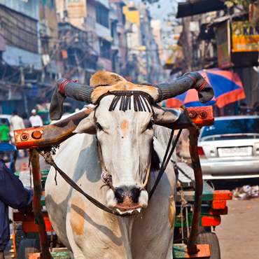 Vecchia Delhi | Top 10 India