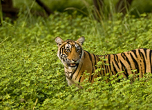 Ranthambore