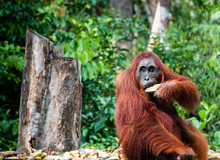 Tanjung Puting National Park