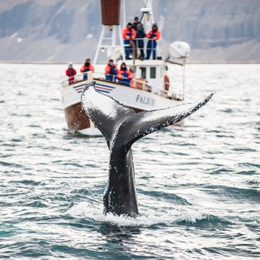 Húsavík | Top 5 Islanda