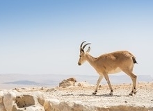 Deserto del Negev